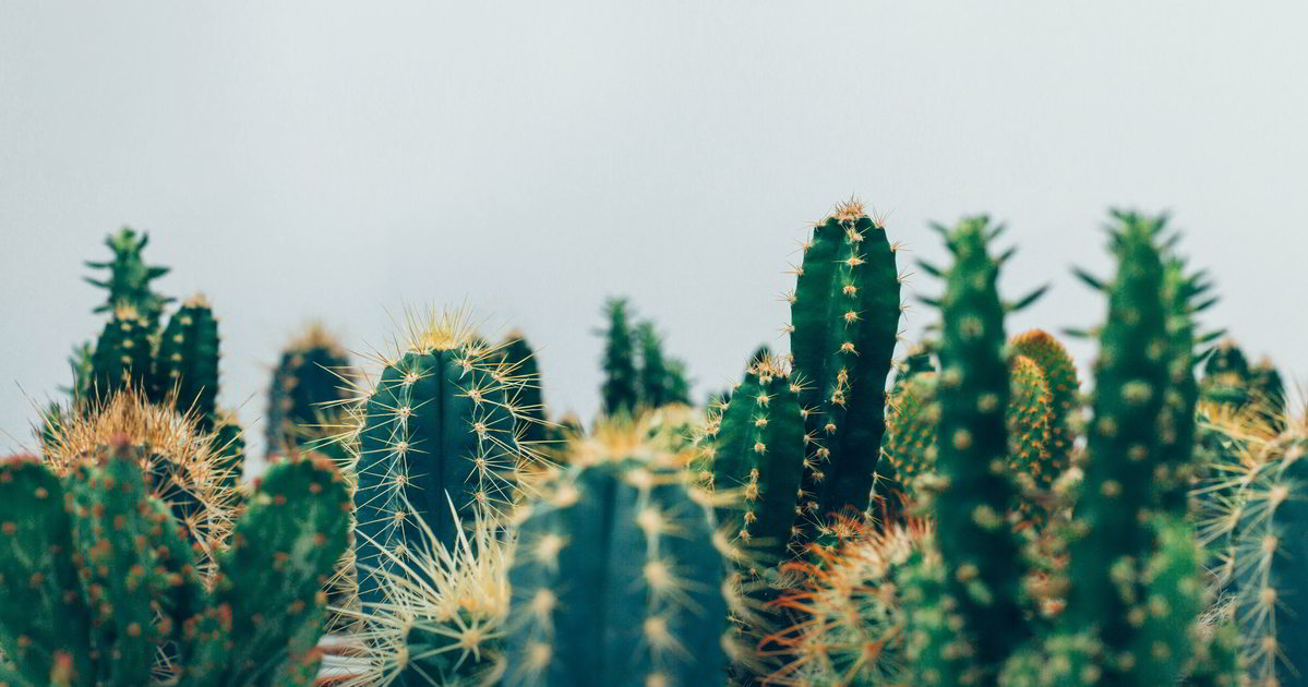 Kakteenspitzen Blick auf eine Vielzahl von stacheligen Kakteen in Nahaufnahme